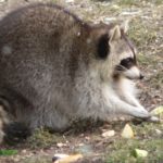 Profile picture of Dal