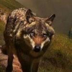 Profile picture of Faoiltiama