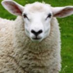 Profile picture of Goul5403