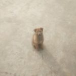 Profile picture of Ignotus L