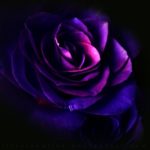 Profile picture of Seonia