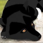 Profile picture of Night Fox