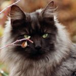 Profile picture of nirva