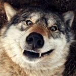 Profile picture of Mapple Wolp