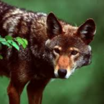 Profile picture of Ruby