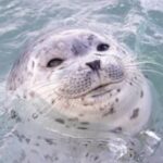 Profile picture of cinna