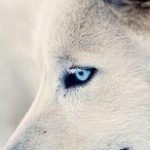 Profile picture of Luna Silvermoon