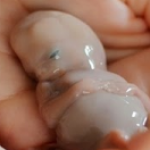 Profile picture of Scruffy