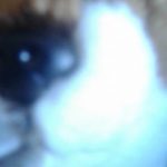 Profile picture of Purple