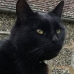 Profile picture of Rin