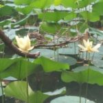 Profile picture of Ayesha