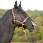 Profile picture of Tyson Koi